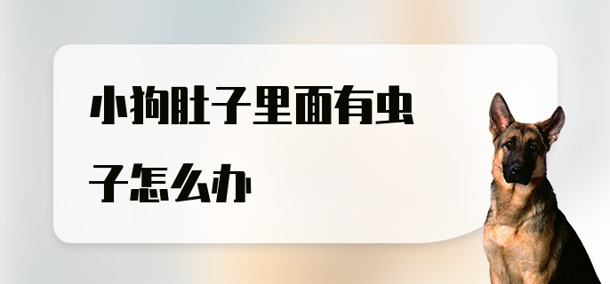 小狗肚子里面有虫子怎么办