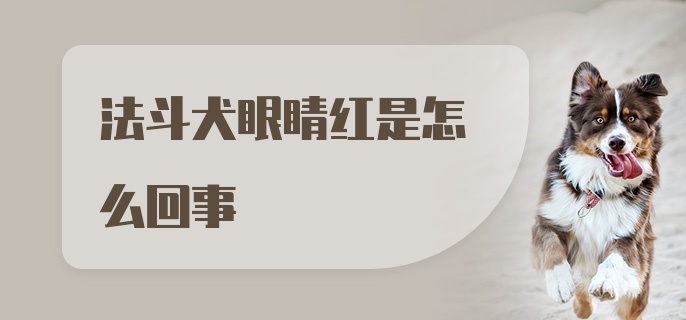 法斗犬眼睛红是怎么回事