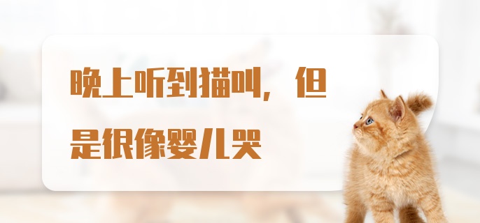 晚上听到猫叫,但是很像婴儿哭