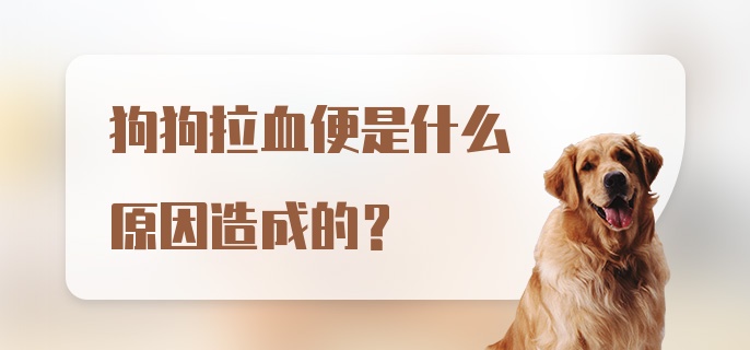 狗狗拉血便是什么原因造成的？