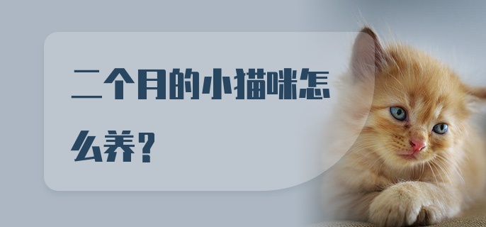 二个月的小猫咪怎么养？