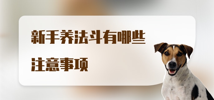 新手养法斗有哪些注意事项