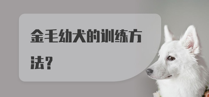 金毛幼犬的训练方法？