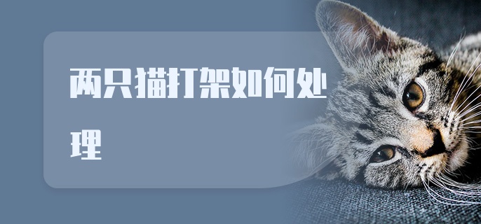 两只猫打架如何处理