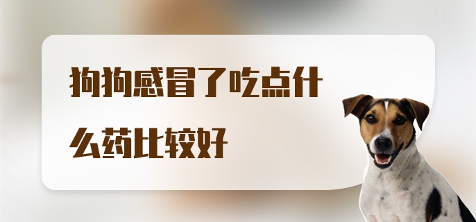 狗狗感冒了吃点什么药比较好