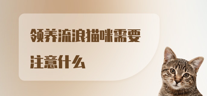 领养流浪猫咪需要注意什么