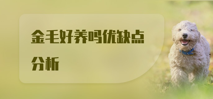 金毛好养吗优缺点分析