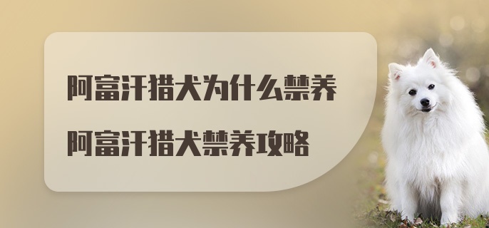 阿富汗猎犬为什么禁养阿富汗猎犬禁养攻略