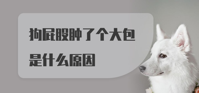 狗屁股肿了个大包是什么原因