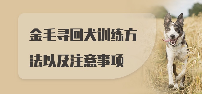 金毛寻回犬训练方法以及注意事项