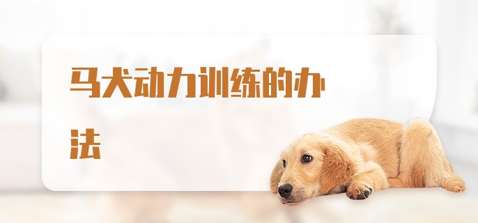 马犬动力训练的办法