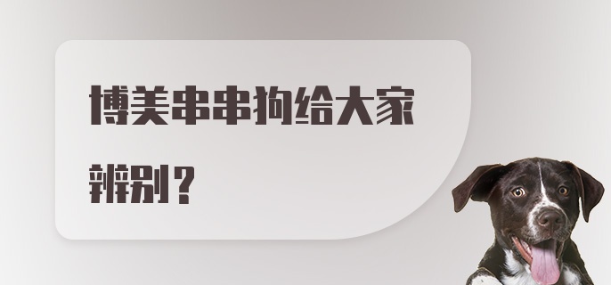 博美串串狗给大家辨别？