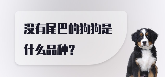 没有尾巴的狗狗是什么品种？