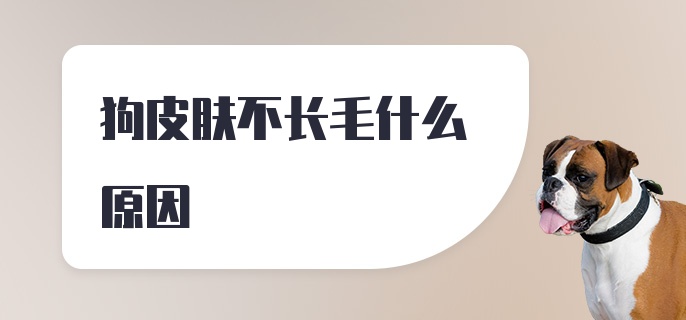 狗皮肤不长毛什么原因