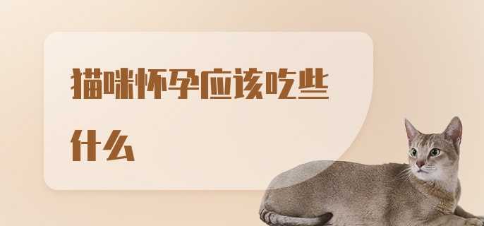 猫咪怀孕应该吃些什么