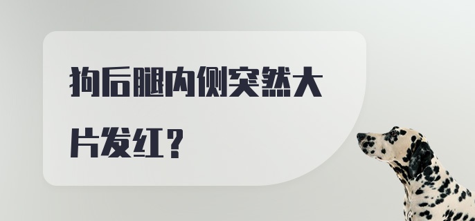 狗后腿内侧突然大片发红？