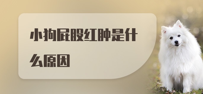 小狗屁股红肿是什么原因