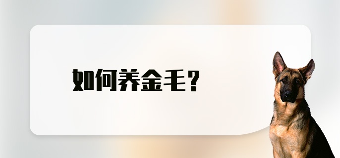 如何养金毛？