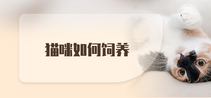 猫咪如何饲养