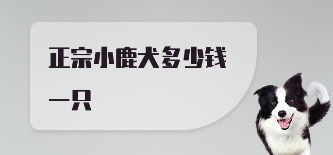 正宗小鹿犬多少钱一只