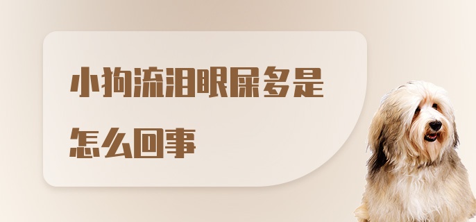 小狗流泪眼屎多是怎么回事