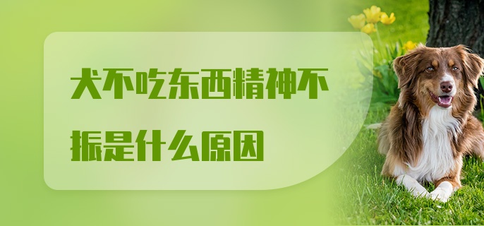 犬不吃东西精神不振是什么原因