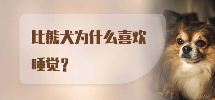 比熊犬为什么喜欢睡觉?