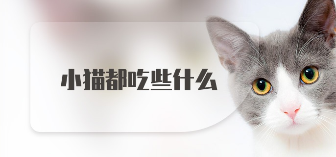 小猫都吃些什么