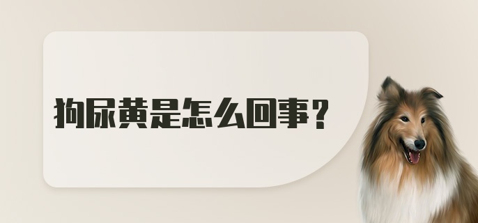 狗尿黄是怎么回事?