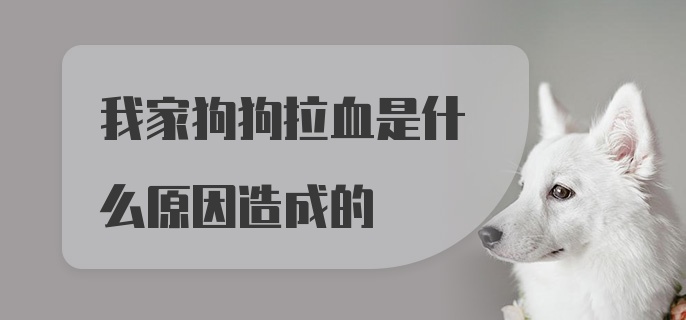 我家狗狗拉血是什么原因造成的