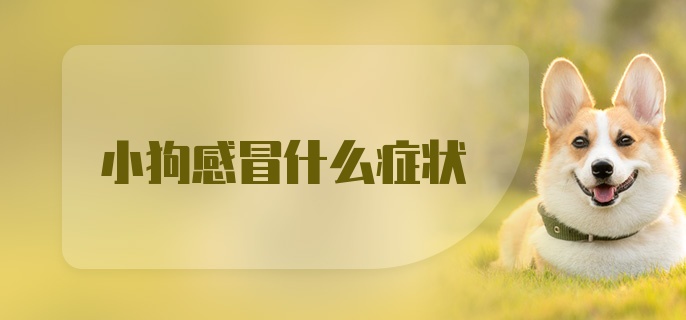 小狗感冒什么症状