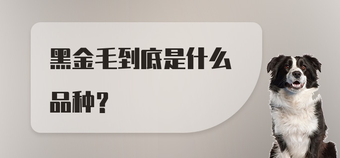 黑金毛到底是什么品种？