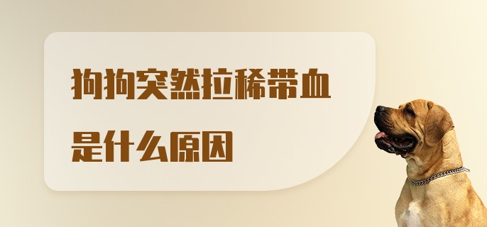 狗狗突然拉稀带血是什么原因