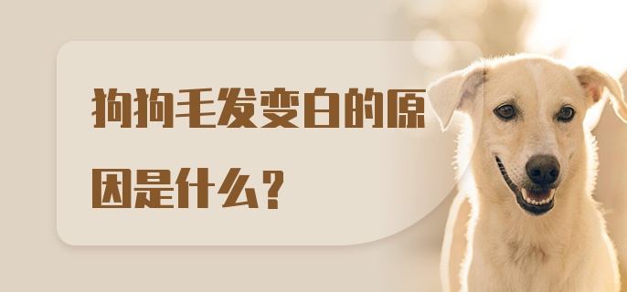 狗狗毛发变白的原因是什么?