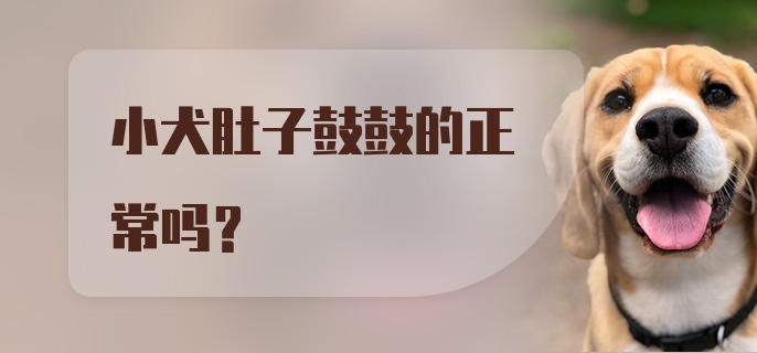 小犬肚子鼓鼓的正常吗？