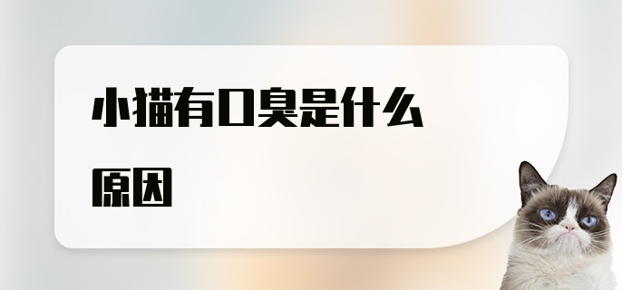 小猫有口臭是什么原因