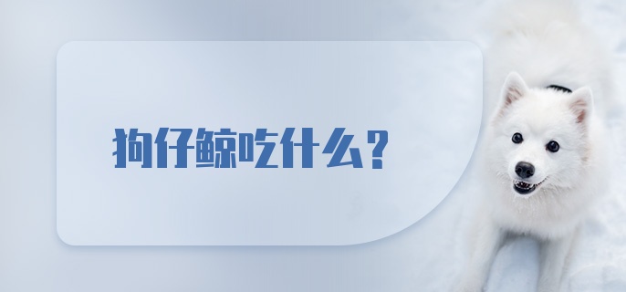 狗仔鲸吃什么?