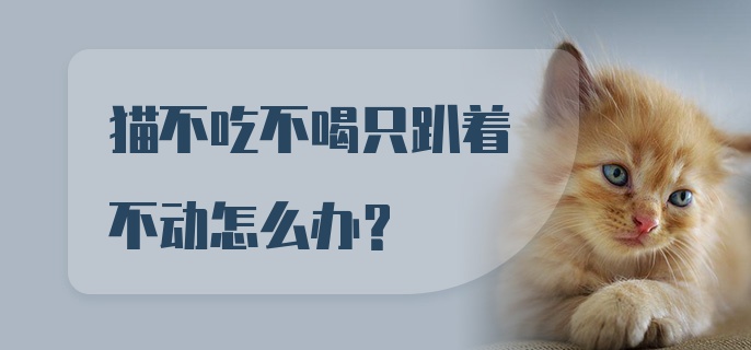 猫不吃不喝只趴着不动怎么办？