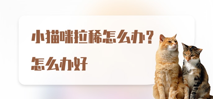 小猫咪拉稀怎么办？怎么办好