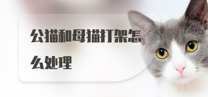 公猫和母猫打架怎么处理