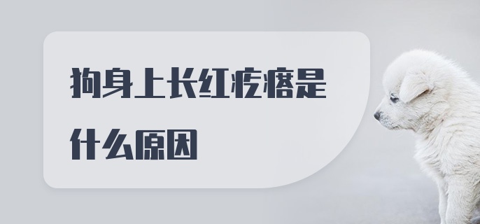 狗身上长红疙瘩是什么原因