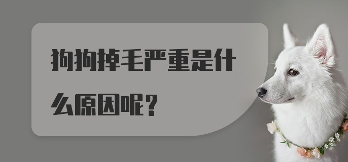 狗狗掉毛严重是什么原因呢？