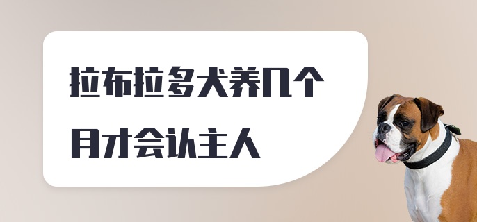 拉布拉多犬养几个月才会认主人