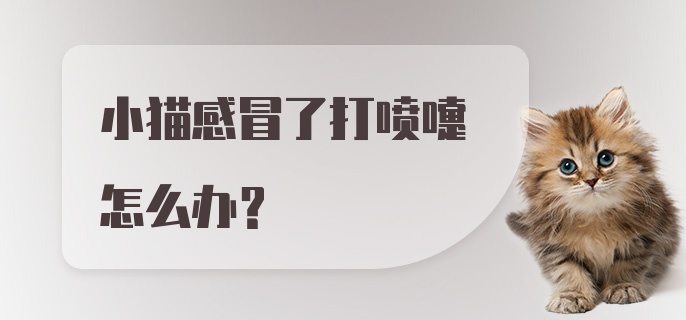 小猫感冒了打喷嚏怎么办？