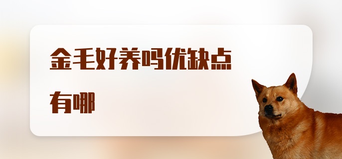 金毛好养吗优缺点有哪