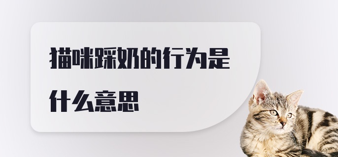 猫咪踩奶的行为是什么意思