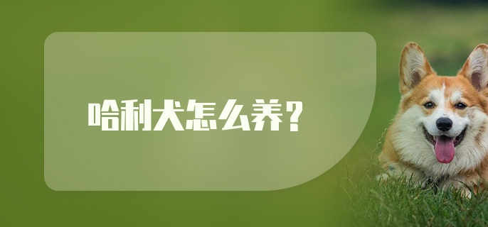 哈利犬怎么养？