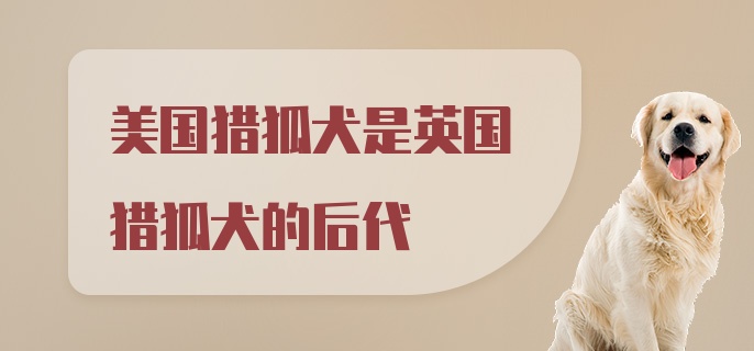 美国猎狐犬是英国猎狐犬的后代