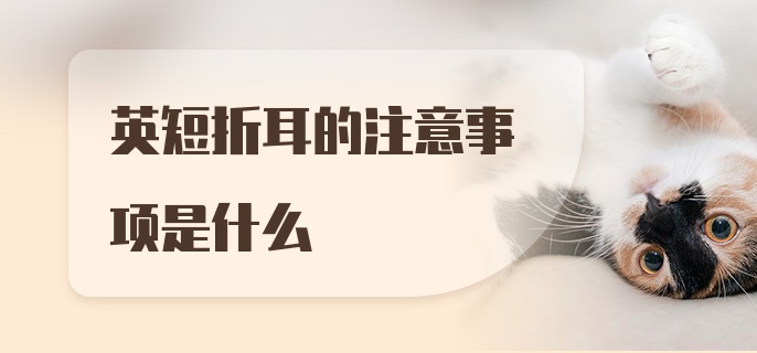 英短折耳的注意事项是什么