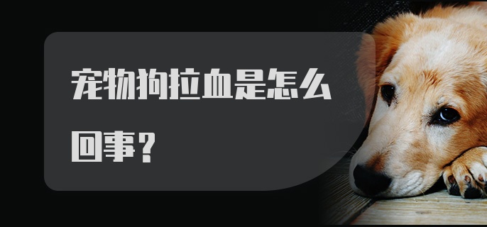 宠物狗拉血是怎么回事?